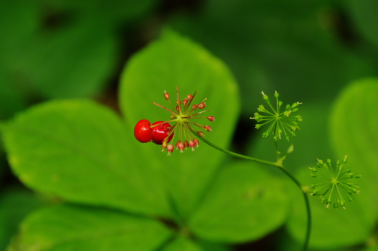 花火のような