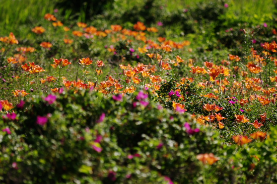 花盛り