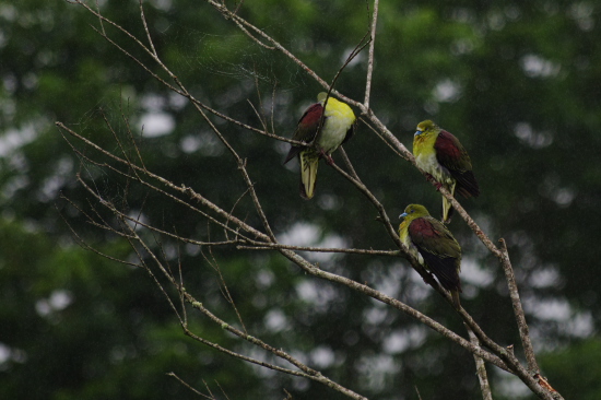 福良鳩