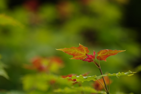 春紅葉