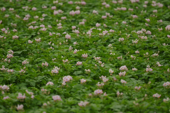 いもの花畑