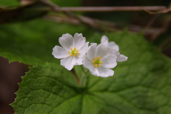 透ける花びら