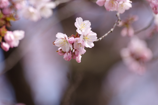 花冷え