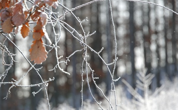 似ているところ