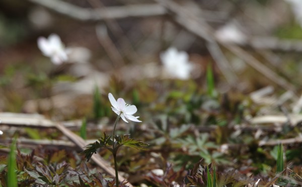 ウラホロイチゲ