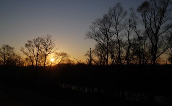 アメリカミンク