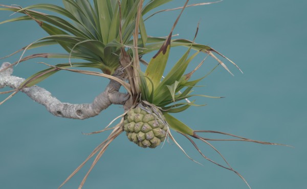 コウモリに起こされる（出張編）