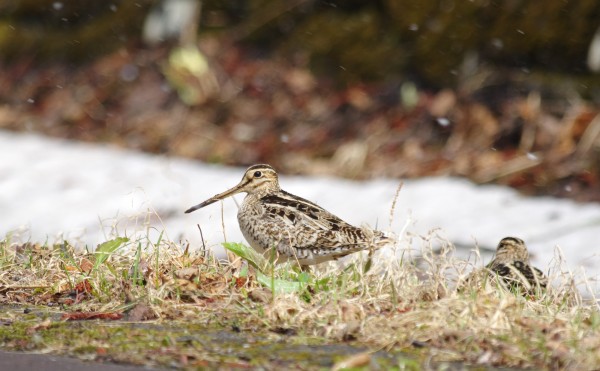 夏鳥やってくる